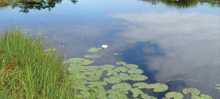 The Pond